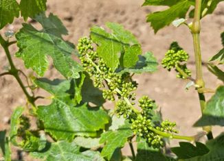 Участок на продажу, 1260 сот., село Викторовка, Южная улица, 36