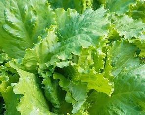 Продам участок, 12 сот., деревня Березянка