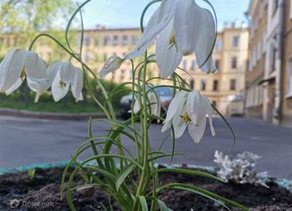 Двухкомнатная квартира на продажу, 45 м2, Санкт-Петербург, 11-я линия Васильевского острова, 24, метро Василеостровская