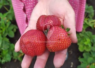 Продаю земельный участок, 150 сот., село Большие Можары