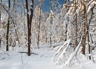 Продаю участок, 30 сот., село Петрово-Дальнее