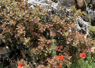 Продажа земельного участка, 5 сот., поселок Родники, Пихтовая улица