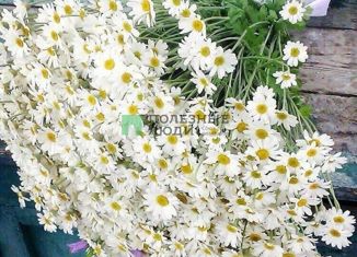 Участок на продажу, 7 сот., село Красный Яр, улица Карла Маркса