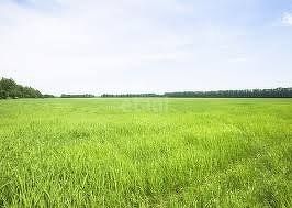 Продается земельный участок, 12.5 сот., деревня Первомайская, Берёзовая улица