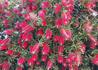 Участок на продажу, 5 сот., СТ Сигнал, СТ Сигнал, 426