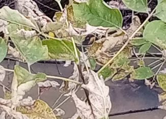 Земельный участок на продажу, 90 сот., Белокуриха, улица Братьев Ждановых, 9А