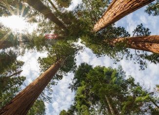 Продается участок, 16 сот., деревня Сумбулово