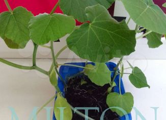 Продается участок, 4 сот., Геленджик, улица Ленина