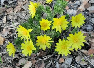 Продается участок, 12.5 сот., деревня Боровое, улица Дудина, 16