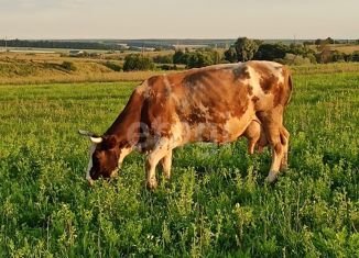 Участок на продажу, 81 сот., деревня Никулино