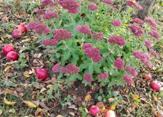 Дом на продажу, 20 м2, СНТ Волжанка, Грушевая улица