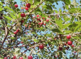 Продажа дома, 58.5 м2, рабочий посёлок Васильсурск, улица Пушкина, 15