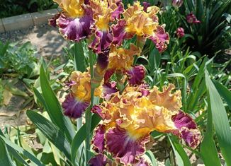 Дом на продажу, 45 м2, станица Гостагаевская