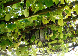 Продажа дома, 55 м2, СНТ Гвоздика, Садовая улица, 938