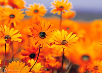 Земельный участок на продажу, 10 сот., поселок Синьялы, Михайловская улица