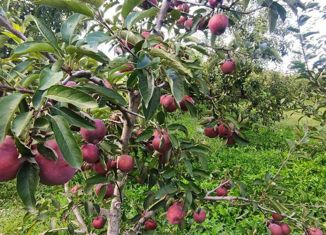 Продам участок, 125 сот., село Новопавловка