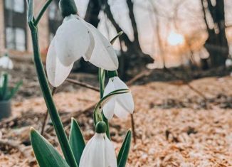 Продам участок, 8 сот., СНТ Ника, Семейная улица, 14