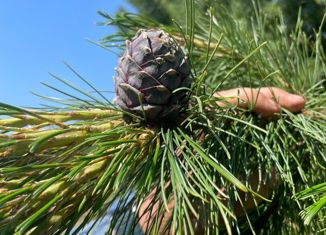 Дом на продажу, 44.4 м2, СНТ Нефтяник-3, 12-я аллея