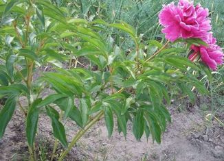 Продажа земельного участка, 4 сот., деревня Малиновка, Центральная улица