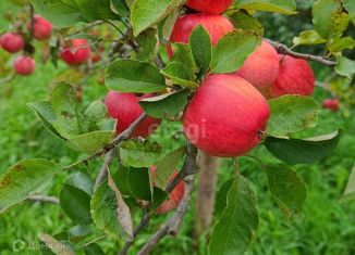 Продажа дома, 20 м2, СНТ Салют