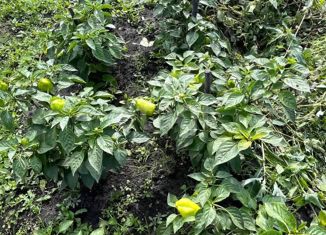 Продам дом, 22 м2, Шадринск, Братская улица, 32