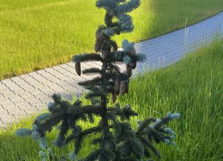 Сдаю дом, 150 м2, СНТ Удачное