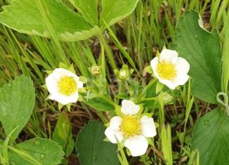 Продаю земельный участок, 10.5 сот., станица Дядьковская