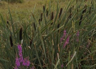 Продается земельный участок, 18 сот., поселок Кострово