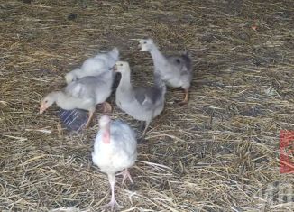 Продам земельный участок, 100 сот., село Фурмановка, улица Будённого