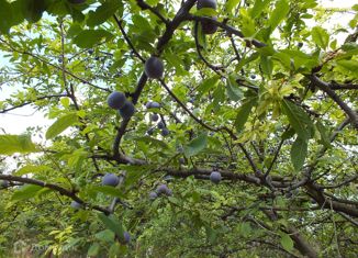 Продаю дом, 20 м2, хутор Нижнетемерницкий, Осенняя улица