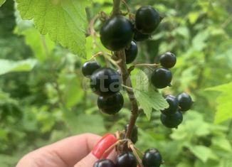 Участок на продажу, 9 сот., садоводческий массив Кировец-1, садоводческое некоммерческое товарищество Восход, 20
