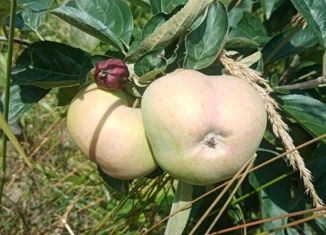 Продажа участка, 20 сот., посёлок Еловый, Радужная улица, 12