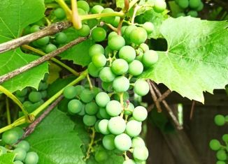 Земельный участок на продажу, 4.1 сот., Брянск, Фокинский район, садовое объединение Локомотив, 115