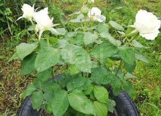 Продажа участка, 4.2 сот., садовое товарищество Тихие зори, 17-й квартал, 63