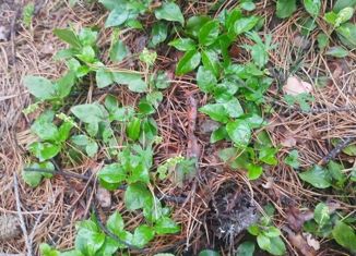 Продам земельный участок, 9 сот., поселок Пионерск