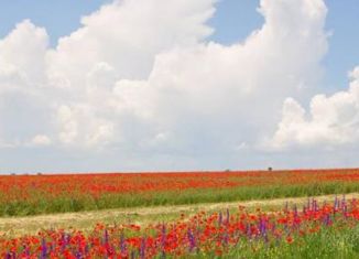 Продажа участка, 200 сот., село Крайнее