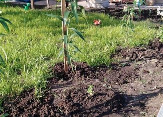 Продажа дома, 25 м2, СНТ Луч, СНТ Луч, 60