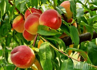 Продажа участка, 220 сот., село Холмовка, Севастопольская улица, 8