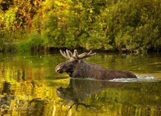 Продажа дома, 250 м2, коттеджный посёлок Лосиный Парк-2, улица 5-я Линия, 271