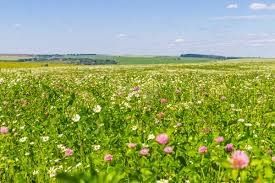 Земельный участок на продажу, 15 сот., село Сосновка, Луговая улица