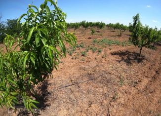 Участок на продажу, 70000 сот., село Владимировка