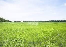 Участок на продажу, 1001 сот., деревня Самойловка