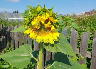 Продам дом, 36.6 м2, поселок Витаминка, Молодёжная улица