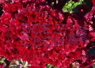 Продается дом, 80.8 м2, садовое товарищество Мечта, Айвовая улица, 389