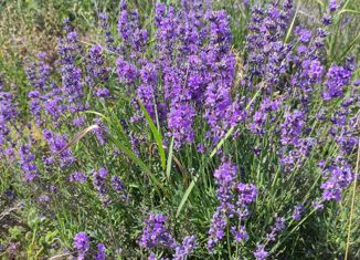 Продажа земельного участка, 2300 сот., село Ароматное, Юбилейная улица, 4