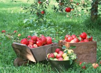 Земельный участок на продажу, 2.9 сот., СПК Северный-1, СПК Северный-1, 303