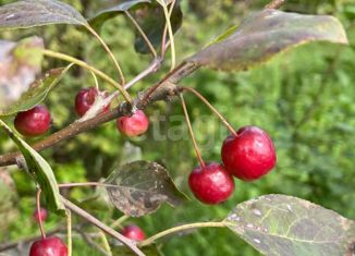 Продаю дом, 50 м2, СДТ Отдых