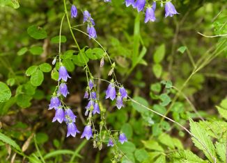 Продается участок, 40 сот., СНТ Черёмушки