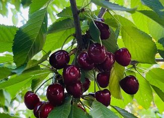 Продам дом, 365 м2, хутор Карла Маркса, Южная улица, 49