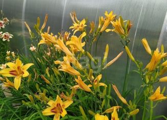 Продажа земельного участка, 8 сот., село Смородинка